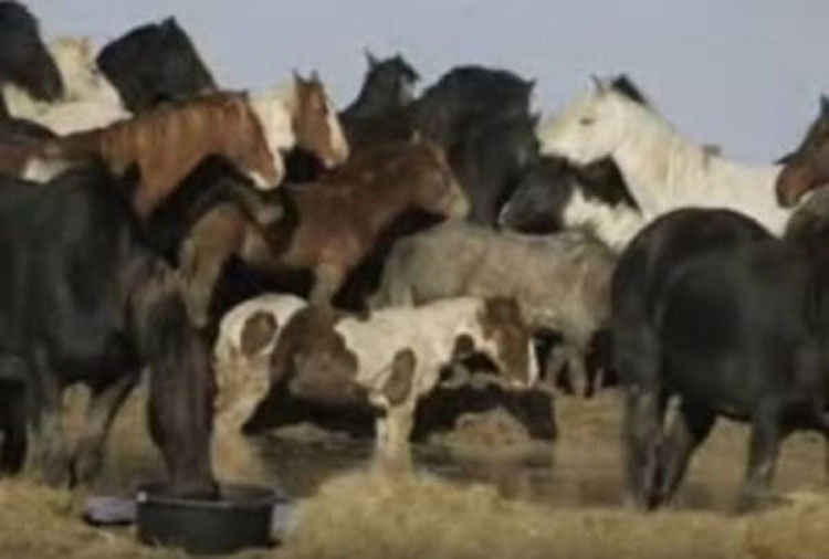 100 caballos se encuentran atrapados en una isla, entonces 7 mujeres hacen lo impensable...