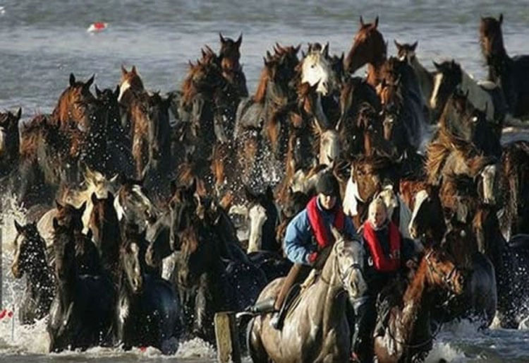 100 caballos se encuentran atrapados en una isla, entonces 7 mujeres hacen lo impensable...
