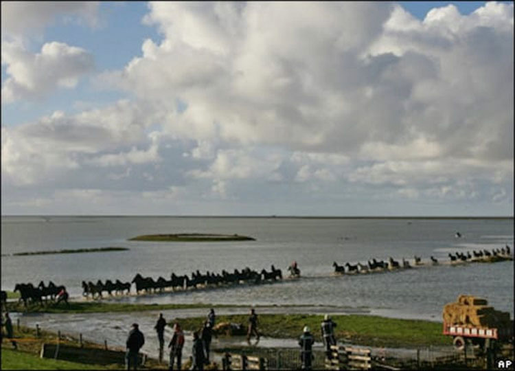 100 caballos se encuentran atrapados en una isla, entonces 7 mujeres hacen lo impensable...