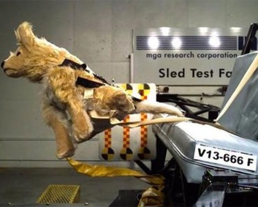 Si conduces con tu mascota, NECESITAS ver esto. Resultados preocupantes 2 Si conduces con tu mascota, NECESITAS ver esto