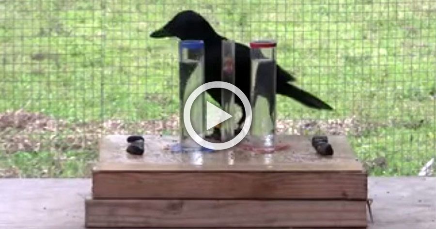 Un cuervo sediento quería beber, lo que hizo SORPRENDIÓ a los investigadores