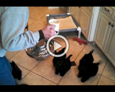 Estos cachorros no pueden esperar a tener un poco de leche. ¿Qué ocurre cuando la consiguen? ¡DIVERTIDÍSIMO! 9 Estos cachorros no pueden esperar a tener un poco de leche. ¿Qué ocurre cuando la consiguen? ¡DIVERTIDÍSIMO!