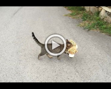 Un gato va a la casa del vecino para conseguir su juguete favorito y después HACE ESTO