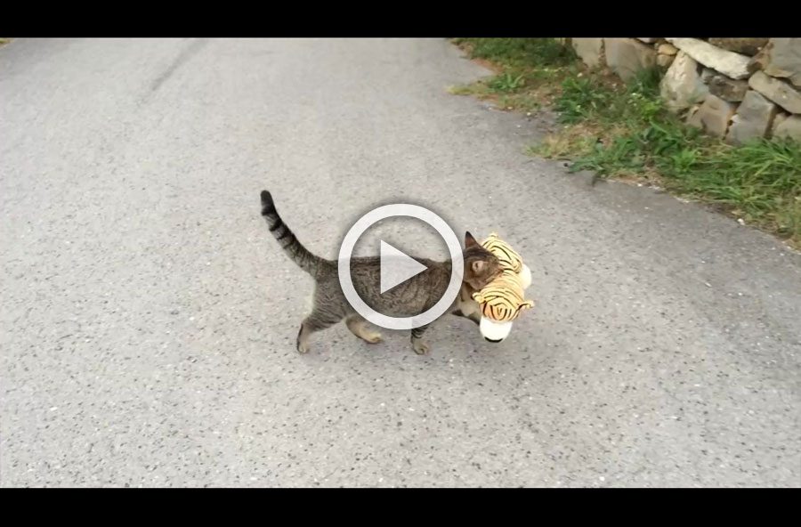 Un gato va a la casa del vecino para conseguir su juguete favorito y después HACE ESTO 1 Un gato va a la casa del vecino para conseguir su juguete favorito y después HACE ESTO