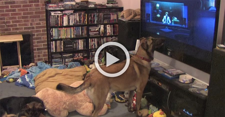 Pone una película para que la vea su perro. Ahora presta atención cuando aparece su héroe favorito... 1 Pone una película para que la vea su perro. Ahora presta atención cuando aparece su héroe favorito...