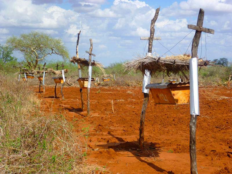Agricultores africanos están poniendo filas de colmenas en sus tierras, pero NO es porque quieren miel