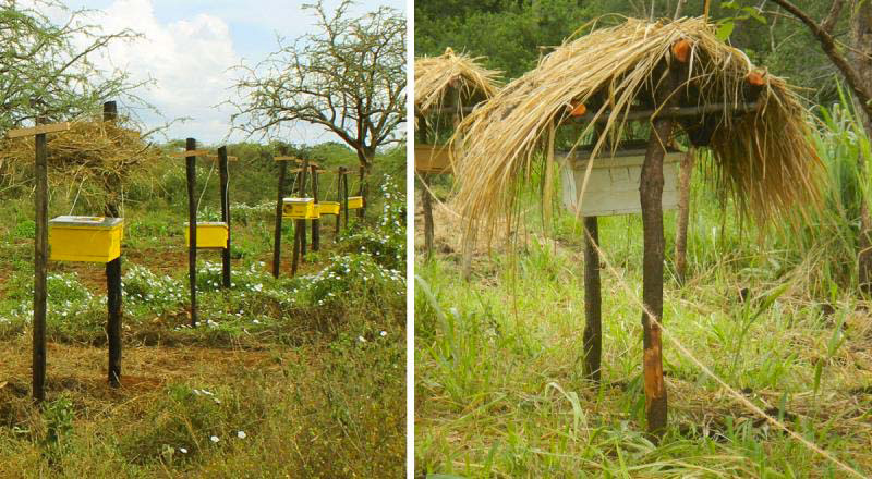 Agricultores africanos están poniendo filas de colmenas en sus tierras, pero NO es porque quieren miel