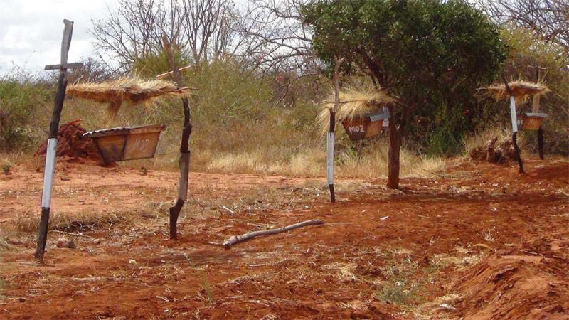 Agricultores africanos están poniendo filas de colmenas en sus tierras, pero NO es porque quieren miel