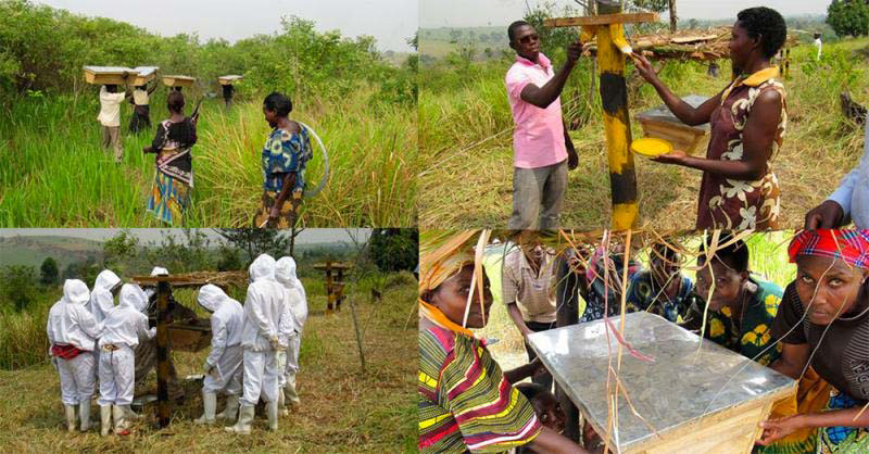 Agricultores africanos están poniendo filas de colmenas en sus tierras, pero NO es porque quieren miel