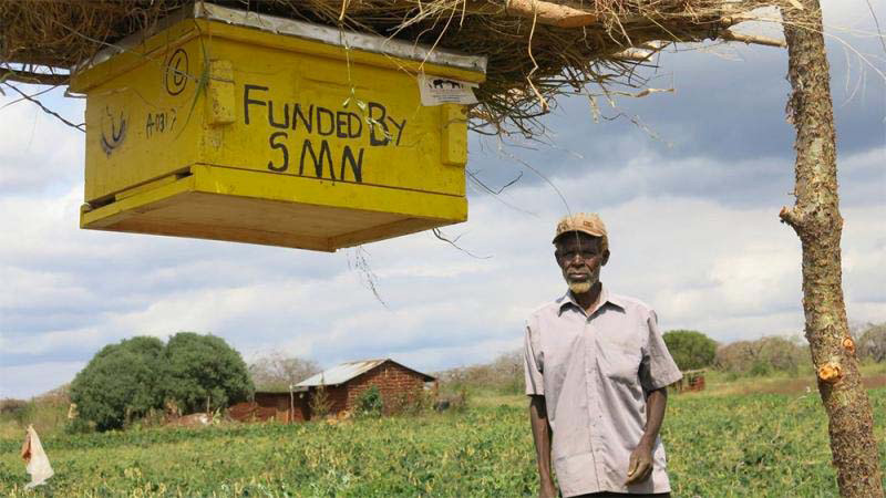 Agricultores africanos están poniendo filas de colmenas en sus tierras, pero NO es porque quieren miel