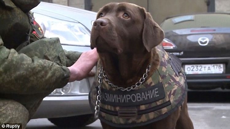 Rusia desarrolla una armadura para mantener seguros a los perros policía. ¡Una buena noticia! 2