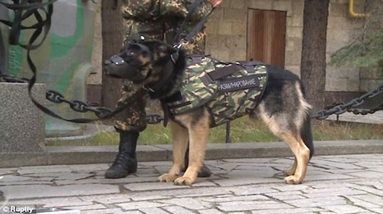 Rusia desarrolla una armadura para mantener seguros a los perros policía. ¡Una buena noticia! 1