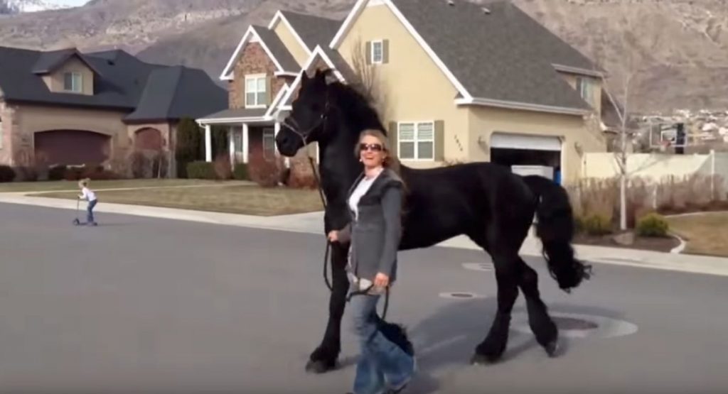 Este caballo gigante pasea con su dueña. ¡Ahora espera hasta que los veas de frente!