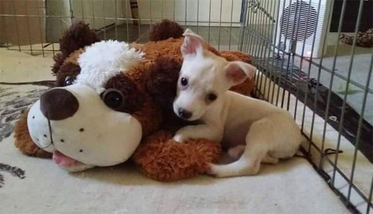 Este cachorro CIEGO que nadie quería supera su ansiedad de esta forma