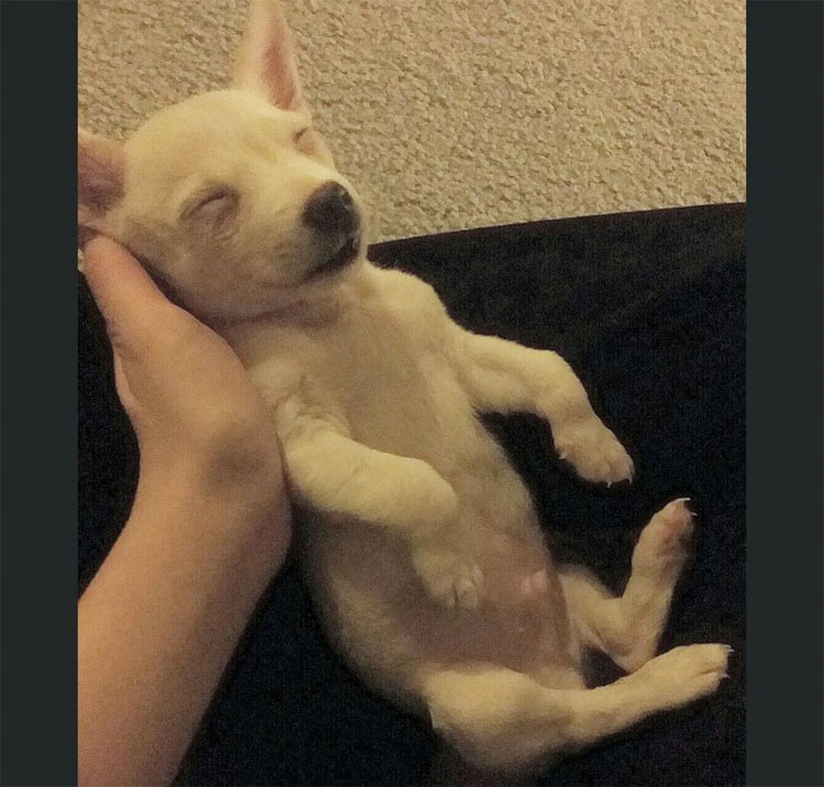 Este cachorro CIEGO que nadie quería supera su ansiedad de esta forma