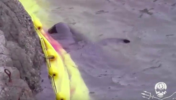 Ballenas asustadas se lanzan contra las rocas para escapar de los cazadores