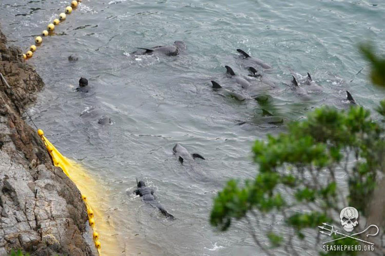 Ballenas asustadas se lanzan contra las rocas para escapar de los cazadores