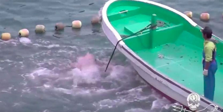 Ballenas asustadas se lanzan contra las rocas para escapar de los cazadores