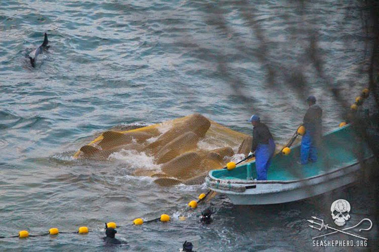 Ballenas asustadas se lanzan contra las rocas para escapar de los cazadores