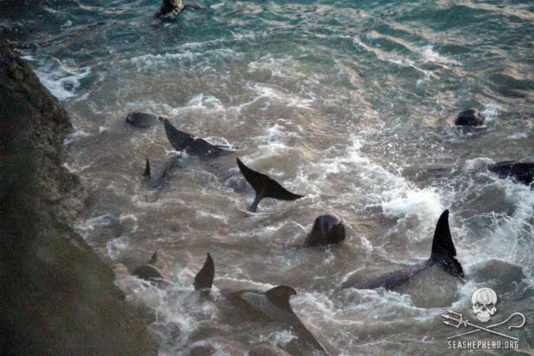 Ballenas asustadas se lanzan contra las rocas para escapar de los cazadores