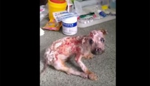 Cachorro castigado de la forma más horrible posible... por morder el teléfono del propietario