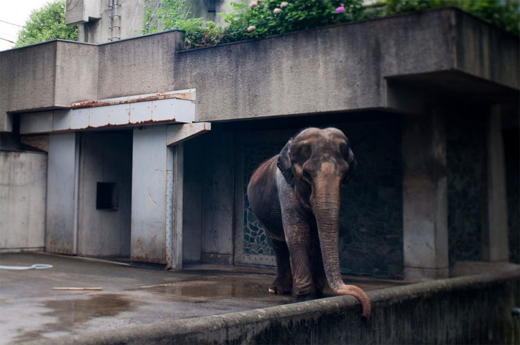 Este deprimido elefante ha estado viviendo ASÍ durante 61 años. ¡Esto debe ACABAR!