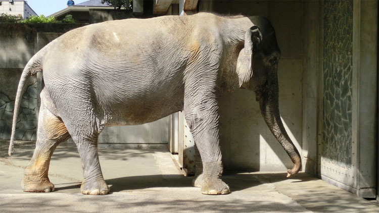 Este deprimido elefante ha estado viviendo ASÍ durante 61 años. ¡Esto debe ACABAR!