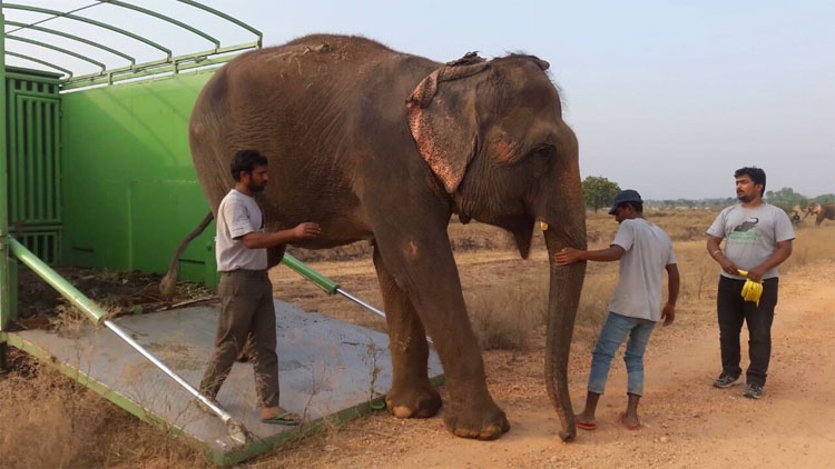 Mira la INMENSA alegría de esta elefanta de circo al saber que ella es finalmente LIBRE