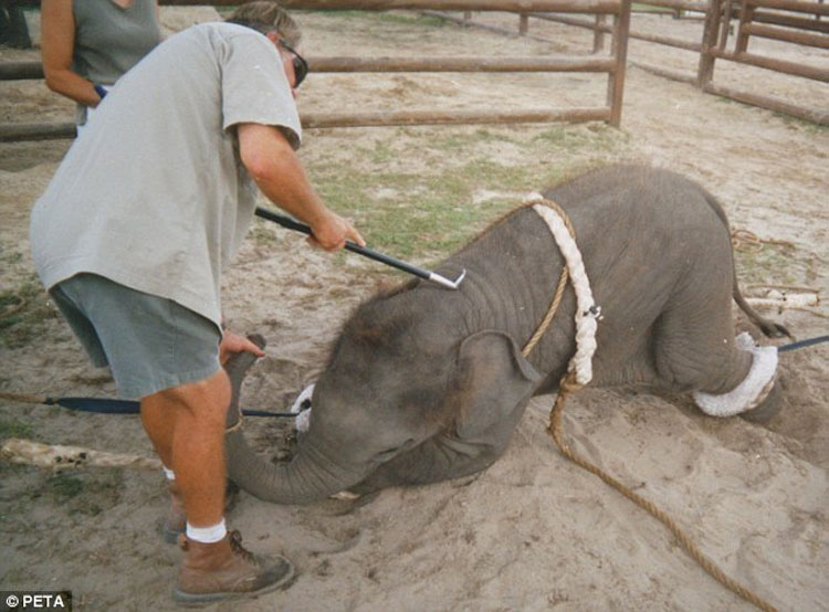 La tristeza de los elefantes de circo en una foto (y la historia detrás de ésta)
