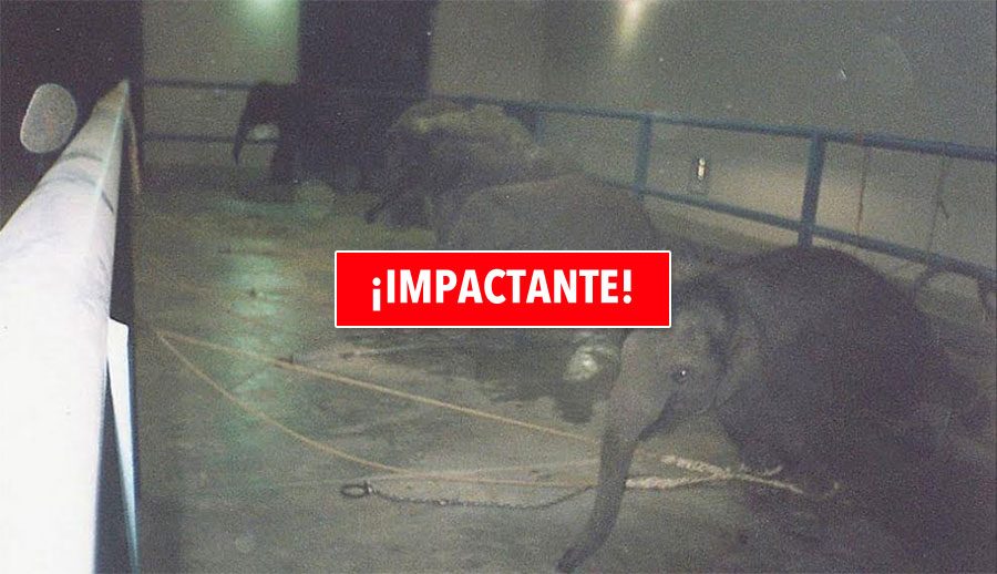 La tristeza de los elefantes de circo en una foto (y la historia detrás de ésta)