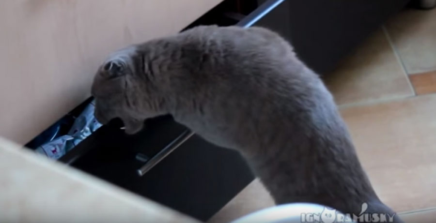 ¡Mira lo que hace este gato! Comprueba su reacción cuando su dueño le sorprende abriendo un cajón