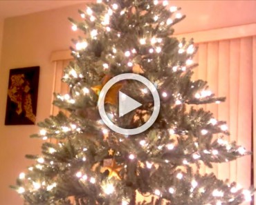 Parece un hermoso árbol de Navidad, pero mira un poco más de cerca... ¡Y acabarás riendo!