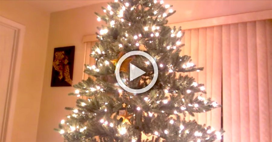 Parece un hermoso árbol de Navidad, pero mira un poco más de cerca... ¡Y acabarás riendo!