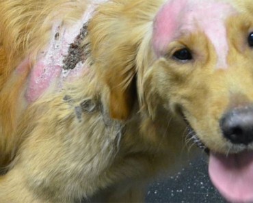 Las quemaduras de este perro se curan, pero su corazón roto nunca se recuperará