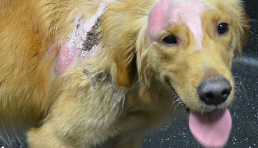 Las quemaduras de este perro se curan, pero su corazón roto nunca se recuperará