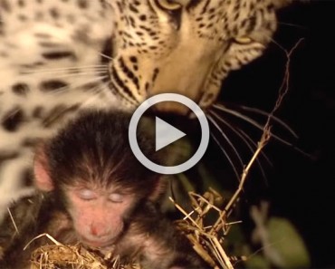 Este enorme leopardo sorprende a un pequeño mono dormido. ATENCIÓN a cuando abre la boca...