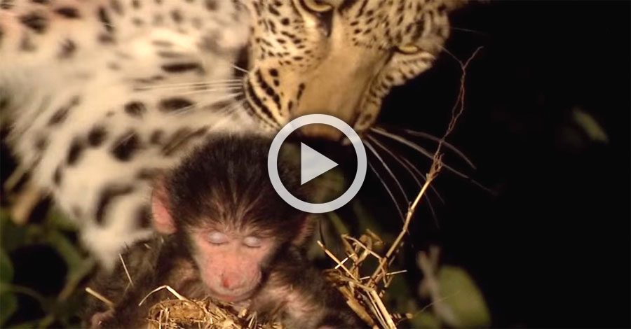 Este enorme leopardo sorprende a un pequeño mono dormido. ATENCIÓN a cuando abre la boca...
