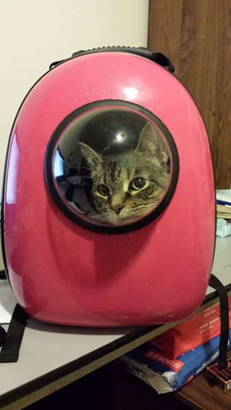 Esta mochila para gatos genial permite que su mascota viaje como un pequeño astronauta