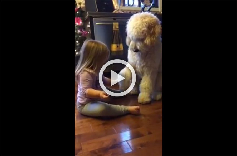 Este papá sorprendió a su hija enseñando un truco al perro de la familia. Verlos juntos es adorable 1 Este papá sorprendió a su hija enseñando un truco al perro de la familia. Verlos juntos es adorable