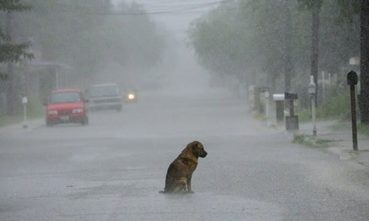 Esta "oración de un perro" te romperá el corazón en 2 minutos