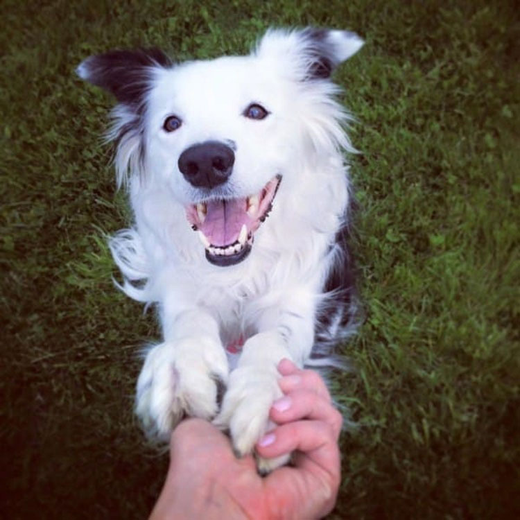 Esta "oración de un perro" te romperá el corazón en 2 minutos