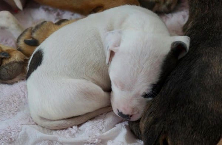 Rescatan a este pobre mamá de la eutanasia, ahora mira de cerca a sus cachorritos...