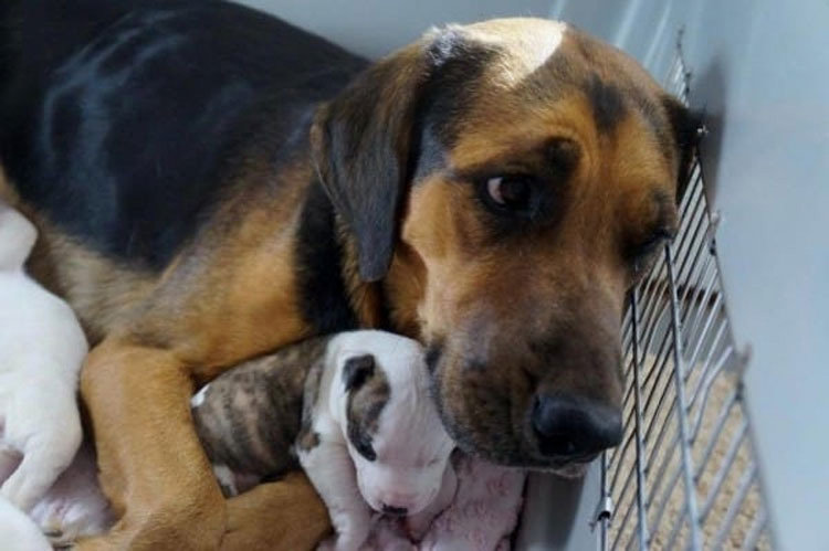 Rescatan a este pobre mamá de la eutanasia, ahora mira de cerca a sus cachorritos...