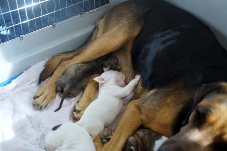 Rescatan a este pobre mamá de la eutanasia, ahora mira de cerca a sus cachorritos...