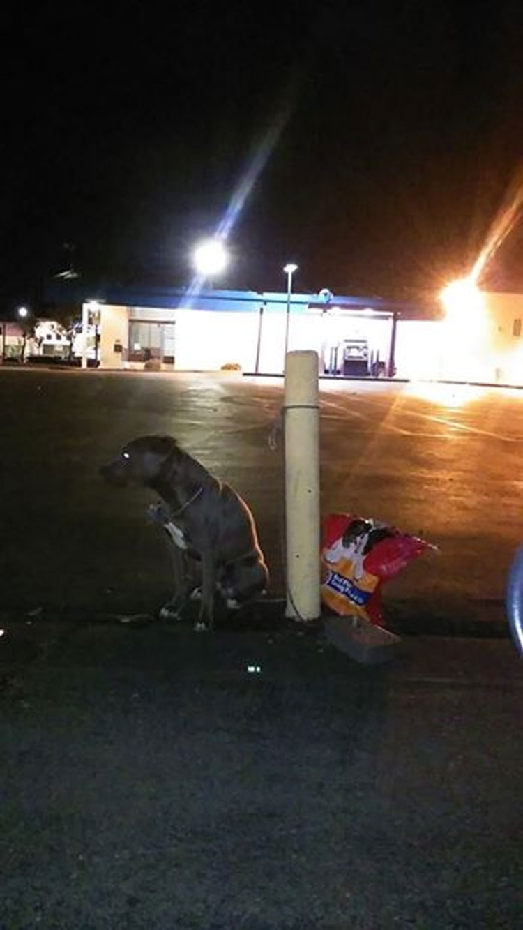 Este perro fue abandonado en el estacionamiento de una tienda con una bolsa de comida para perros