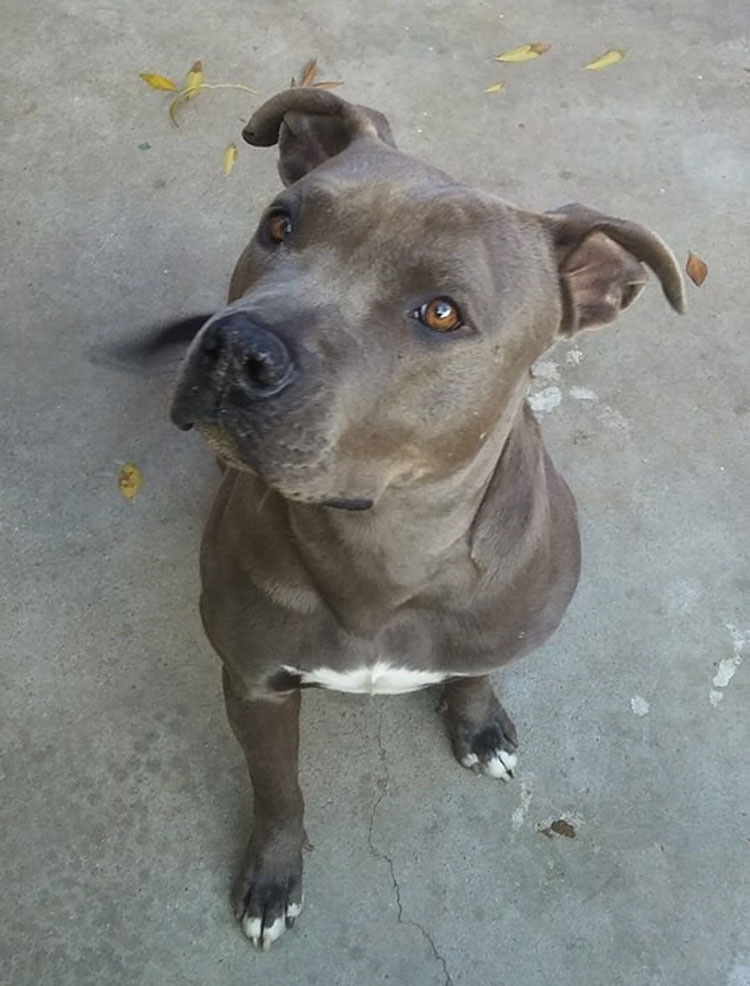 Este perro fue abandonado en el estacionamiento de una tienda con una bolsa de comida para perros