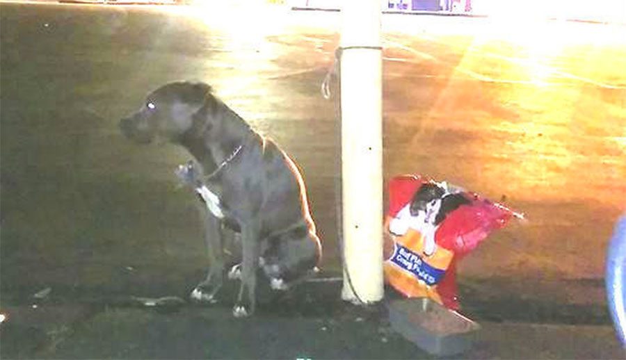 Este perro fue abandonado en el estacionamiento de una tienda con una bolsa de comida para perros