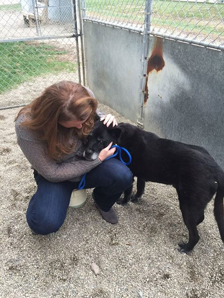 Este perro de 14 años no puede entender por qué fue abandonado en un refugio