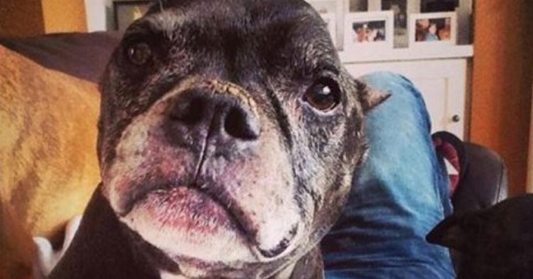 Este perro de 14 años no puede entender por qué fue abandonado en un refugio