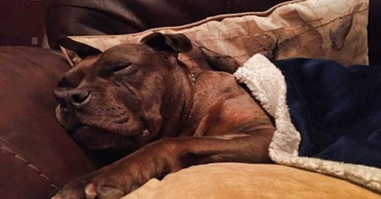 Este perro de 14 años no puede entender por qué fue abandonado en un refugio